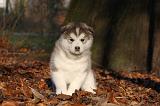 ALASKAN MALAMUTE 553